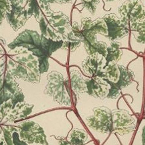 Antique Flower Print of the Ampelopsis Glandulosa var. Heterophylla, 1868, close-up 2