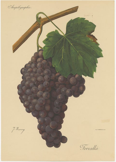 Set of three Antique Prints of Red Grape Varieties, view 2