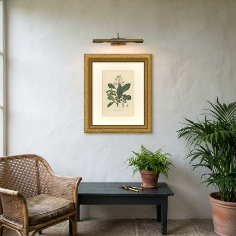 Raphiolepis Japonica, Flowers and Blue Berries Chromolithograph, 1859, shown framed on a wall, true to size