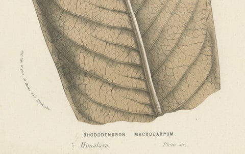Large-Leaf Rhododendron Botanical Illustration by Louis van Houtte, 19th Century, close-up 2