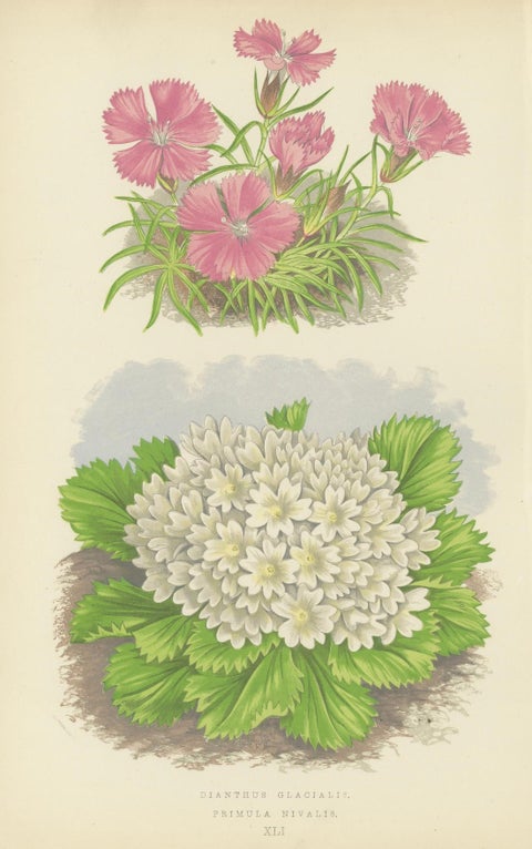 Alpine Botanical Lithograph Pair of Glacier Pink and Snow Primrose, 1874, close-up 1