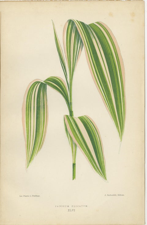 Verdant Elegance: Botanical Artistry from 1880 Paris, view 3