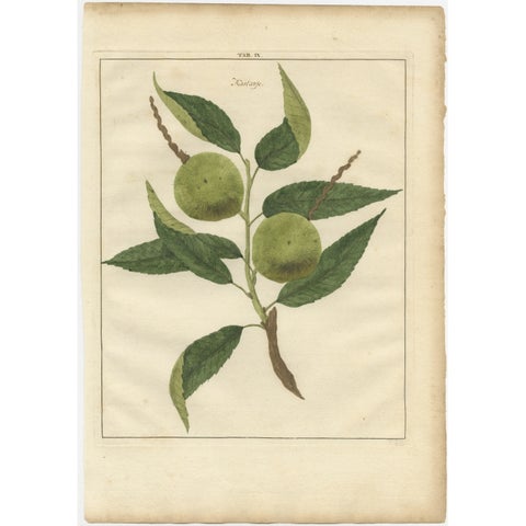 Antique Print of a Chestnut by Knoop, 1758, view 2