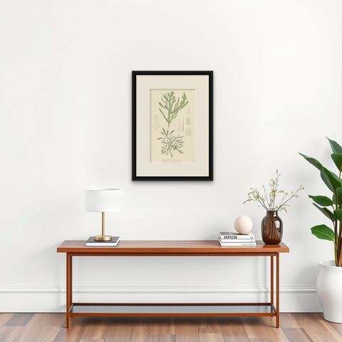 Antique Botany Print of Dacrydium Elatum and a Podocarpus Species, shown framed on a wall, true to size