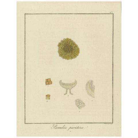 Engraving of Common Orange Lichen, Parmelia parietina, Published in 1819