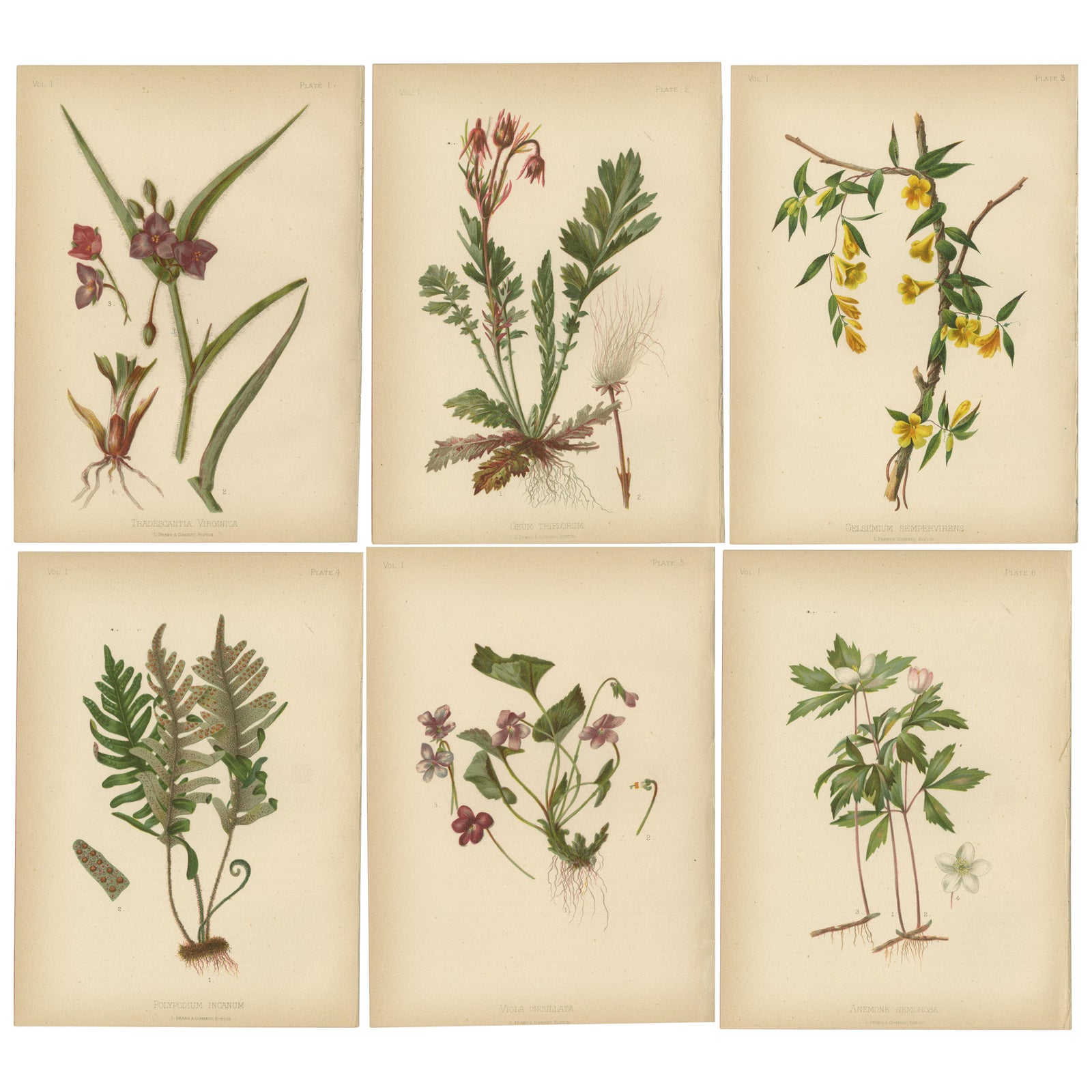 Native US Flora, Six Original Botanical Chromolithograps, 1879