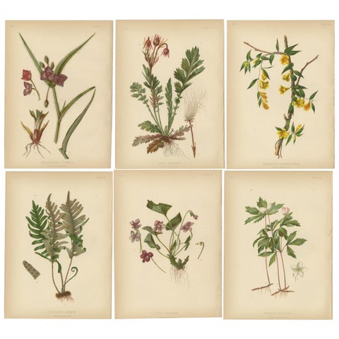 Native US Flora, Six Original Botanical Chromolithograps, 1879