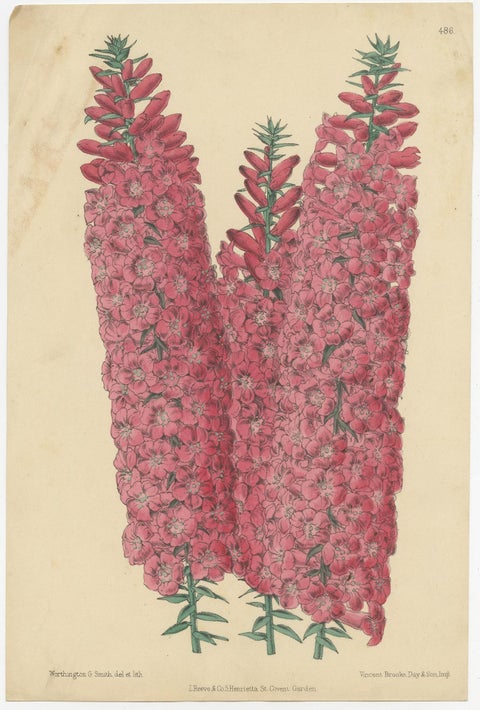 Set of 2 Antique Botany Prints by Reeve 'c.1870', view 2