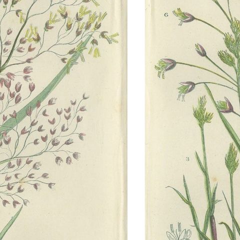 Club Moss Varieties, Hand-Colored Engravings, Victorian, 1873 Pair, close-up 2