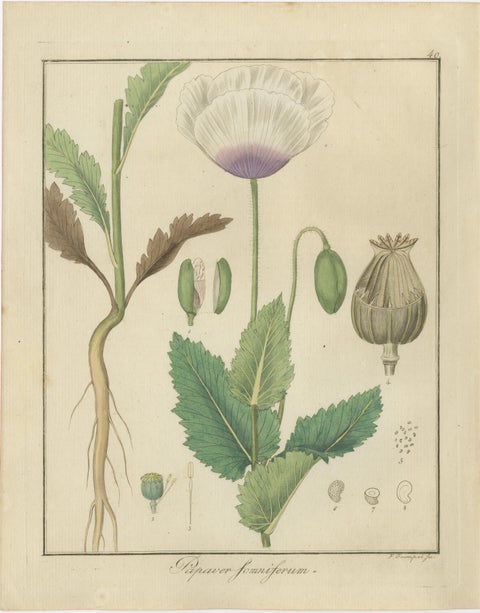 Sweet Flag, Russian Licorice, and Opium Poppy: Botanical Illustrations 1819, view 4