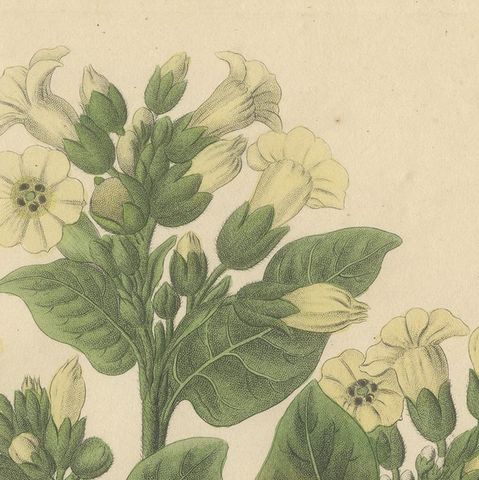Antique Botanical Print of Nicotiana Rustica, Copper Engraving, c.1831, close-up 5