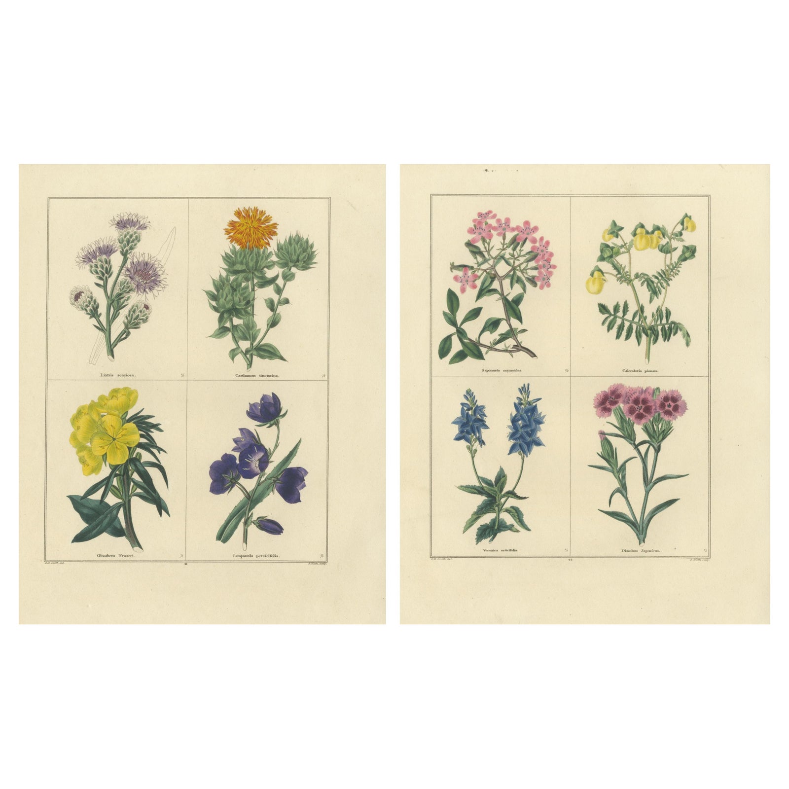 Pair of Hand-Colored Botanical Engravings of Wild and Cultivated Flowers, 1828