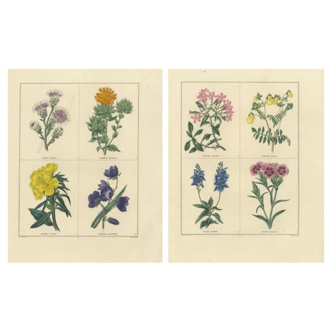 Pair of Hand-Colored Botanical Engravings of Wild and Cultivated Flowers, 1828