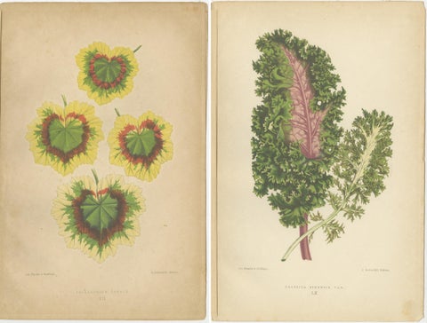 Contrasts in Nature: Pelargonium and Brassica, Botanical Art from 1880, view 4