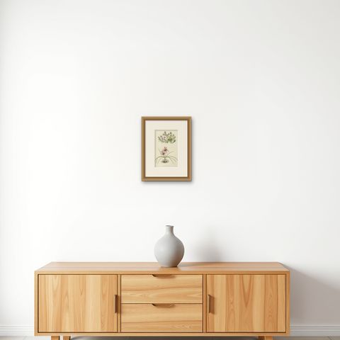 Moss Phlox and Greek Saffron Crocus hand coloured botanical print 1874, shown framed on a wall, true to size