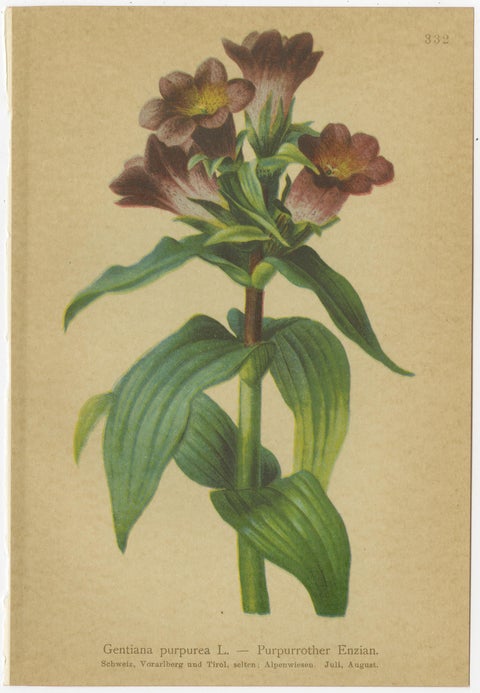 Alpine Gentiana Botanical Wall Collection, Set of 10, Antique Chromolithos, 1897, view 6