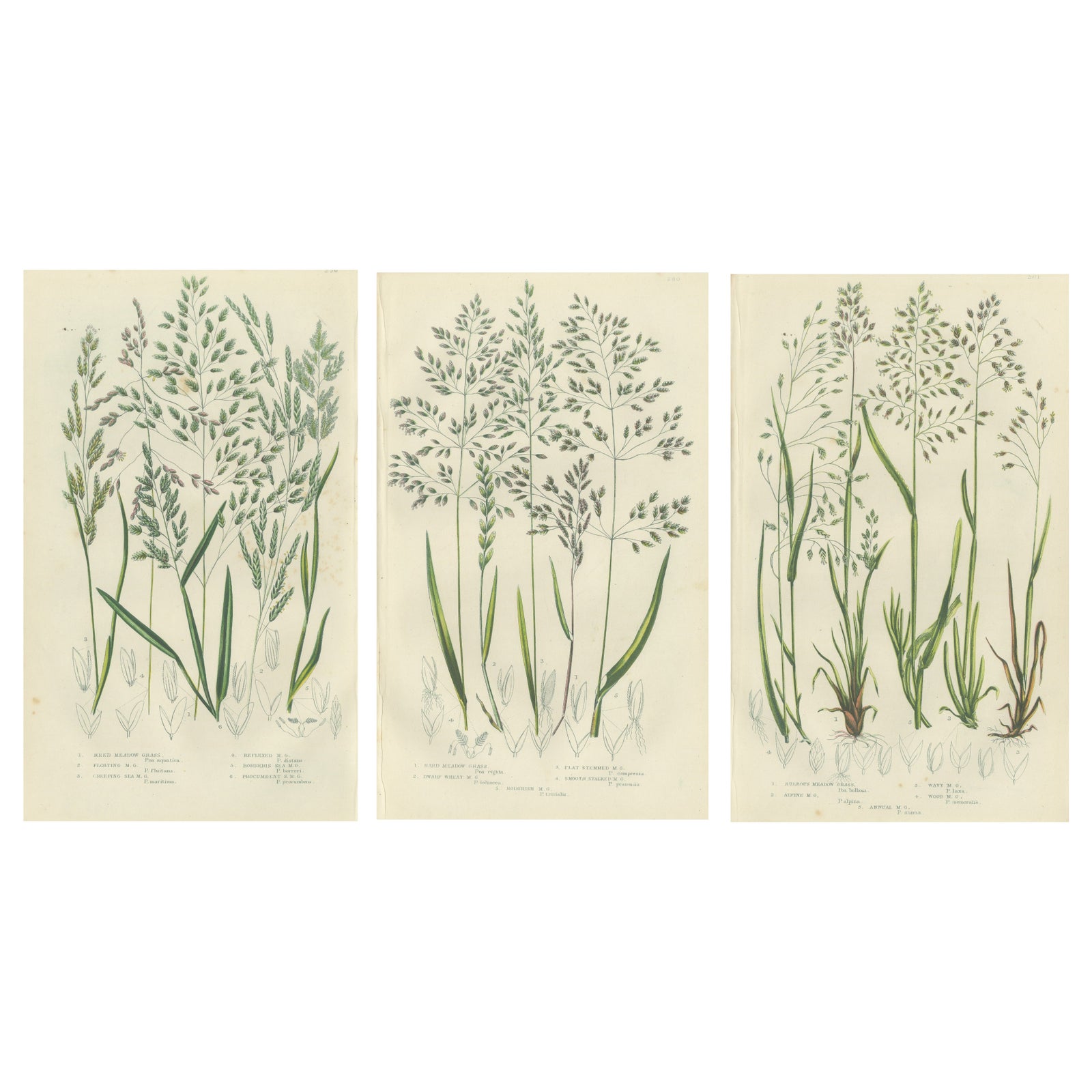 Horsetail Plants, Trio of Victorian Botanical Prints, 1873