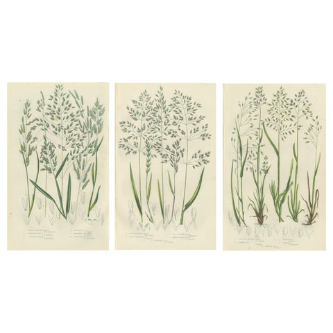 Horsetail Plants, Trio of Victorian Botanical Prints, 1873