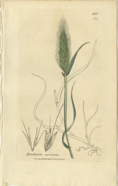 Set of 8 Antique Botanical Engravings of Bromus Brome Grasses, c.1830, view 7