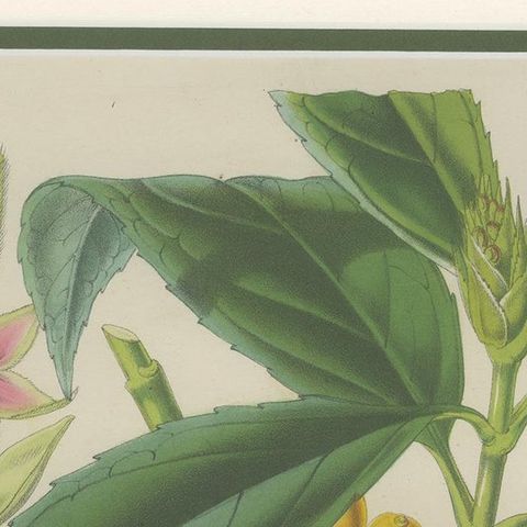 Antique Botany Print of the Aucuba Himalaica by Stroobant, 1859, close-up 1