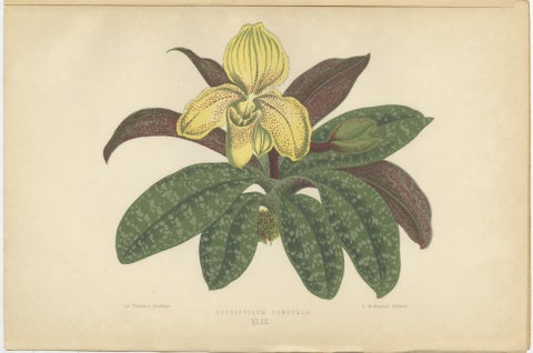 Trio of Elegance: Vintage Botanical Prints, Published in 1880, view 3