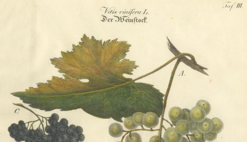 Antique Grape Varieties Botanical Print, Vitis Vinifera Study, c.1831, close-up 1