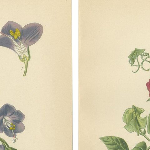 1897 Botanical Prints, Jacob’s Ladder and Cup-and-Saucer Vine, close-up 1