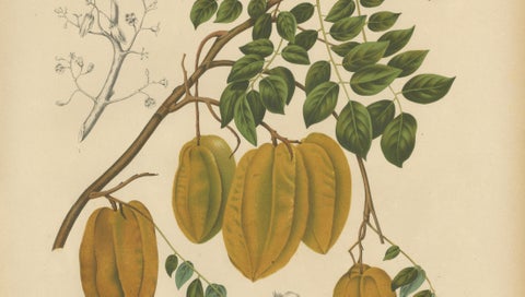 Antique Star Fruit Botanical Chromolithograph by Hoola van Nooten, c. 1880, close-up 3