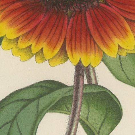 Botanical Illustration of Blanket Flower: Gaillardia Grandiflora, c.1855, close-up 5