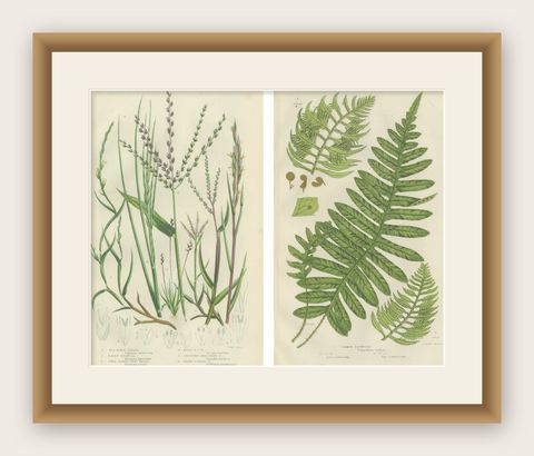 British Sedges Antique Botanical Prints, Hand-Colored Engravings, 1873, shown framed