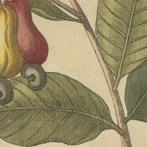 Cashew Apple and Nut with Acacia, Antique Bertuch Print, circa 1805, close-up 1
