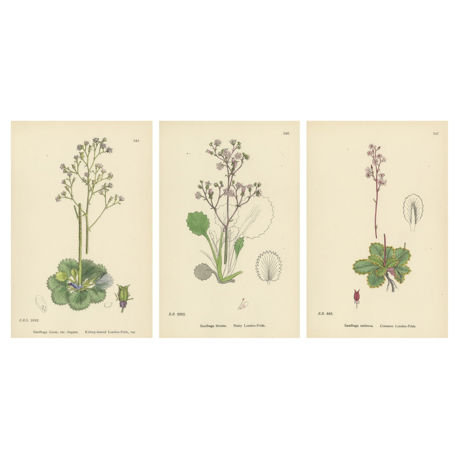 Hand-Colored Botanical Engravings of London-Pride and Its Varieties, 1902