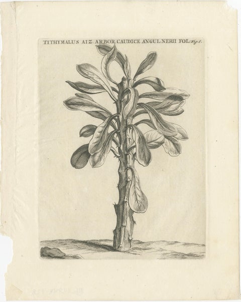 Botanical Engraving of Tithymalus Aiz Arbor from Caspar Commelin’s Work, 1706, view 2