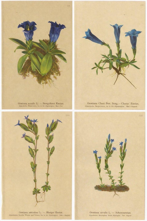 Alpine Gentian Botanical Prints Set, Antique Chromolithographs c.1897, view 7