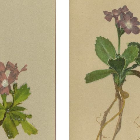 Alpine Primula Botanical Prints, Decorative Floral Set, Palla 1897, close-up 1