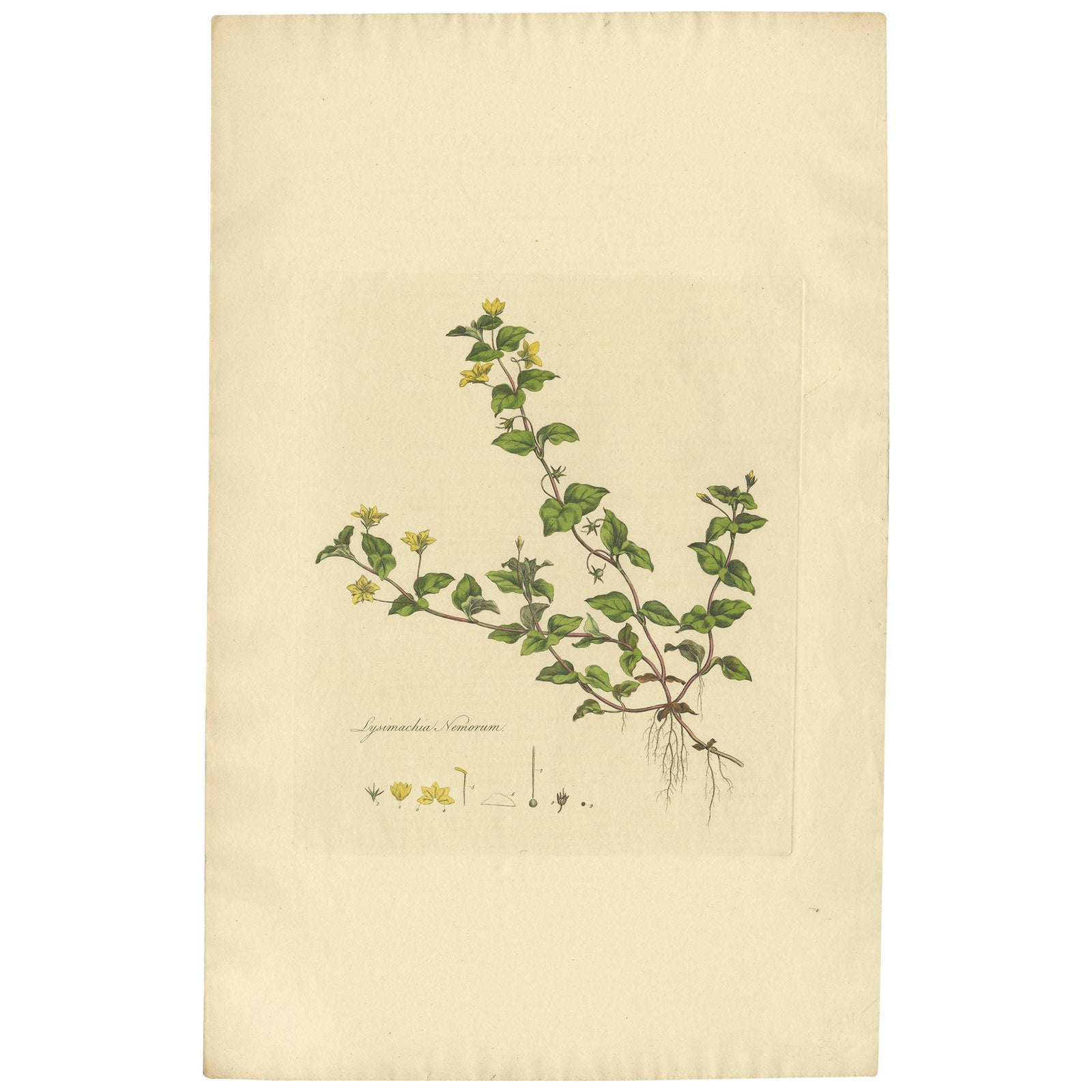 Antique Botany Print of Lysimachia Nemorum by Curtis 'circa 1817'