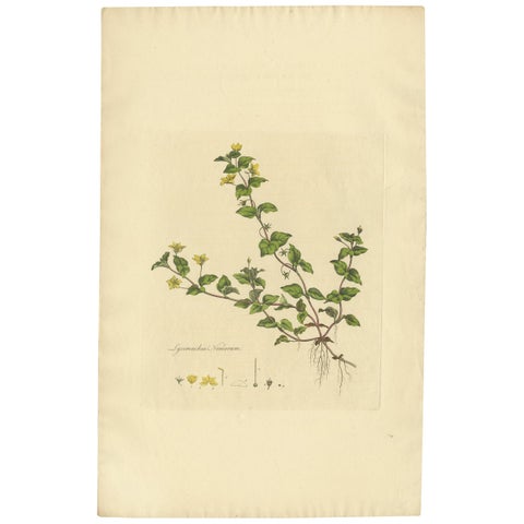 Antique Botany Print of Lysimachia Nemorum by Curtis 'circa 1817'