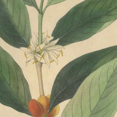 Antique Coffee Botanical Print, Coffea Arabica, Hand Colored, c.1831, close-up 5