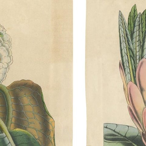 Set of 2 Antique Botany Prints, Rhododendron, by Louis van Houtte, 1849, close-up 1