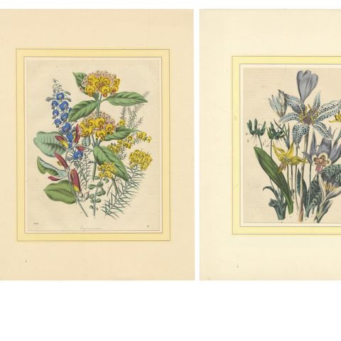 Set of Four Colorful Botanical Flower Prints from Book of Worlds, circa 1850, close-up 1