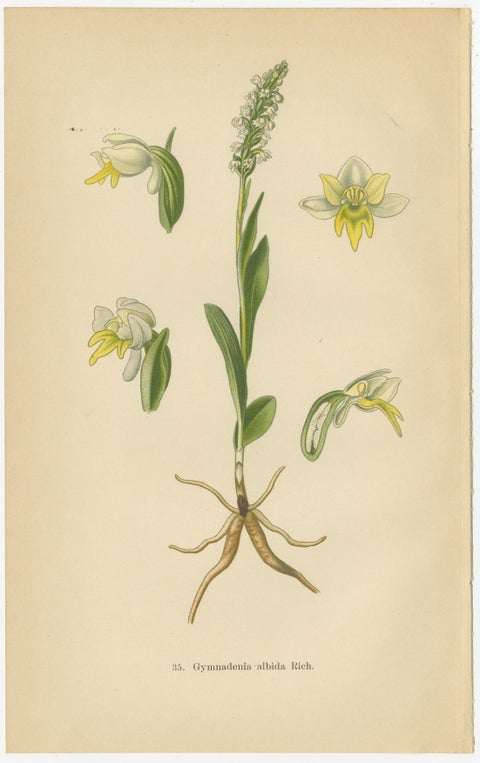 Floral Symphony: Müller's 1904 Botanical Illustrations, view 4