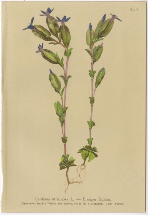 Alpine Gentian Botanical Prints Set, Antique Chromolithographs c.1897, view 5