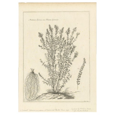 Syrian Oregano (Origanum Syriacum), Antique Botanical Engraving c.1676