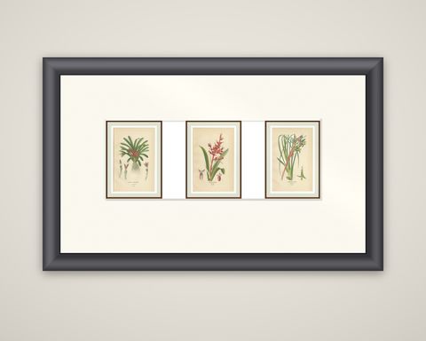 Antique Orchid & Bromeliad Chromolithographs 1897, Karatas, Aechmea, Billbergia, shown framed