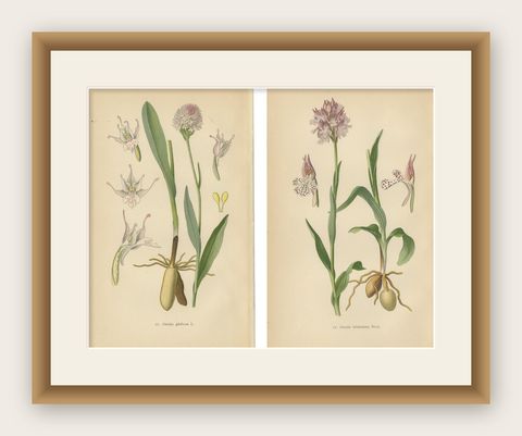 Historical Flora: Orchids of 1904 in Art and Science, shown framed