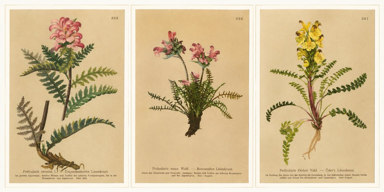 Antique Pedicularis Botanical Chromolithographs, Set of 3, Germany 1897