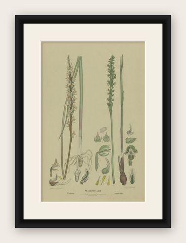 Antique Botany Print of the Tall Leek Orchid & Southern Leek Orchid '1884', shown framed