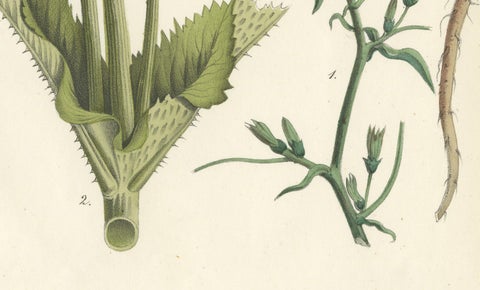 Hand-Colored Botanical Lithograph of Teasel and Chicory, Calwer, 1854, close-up 1