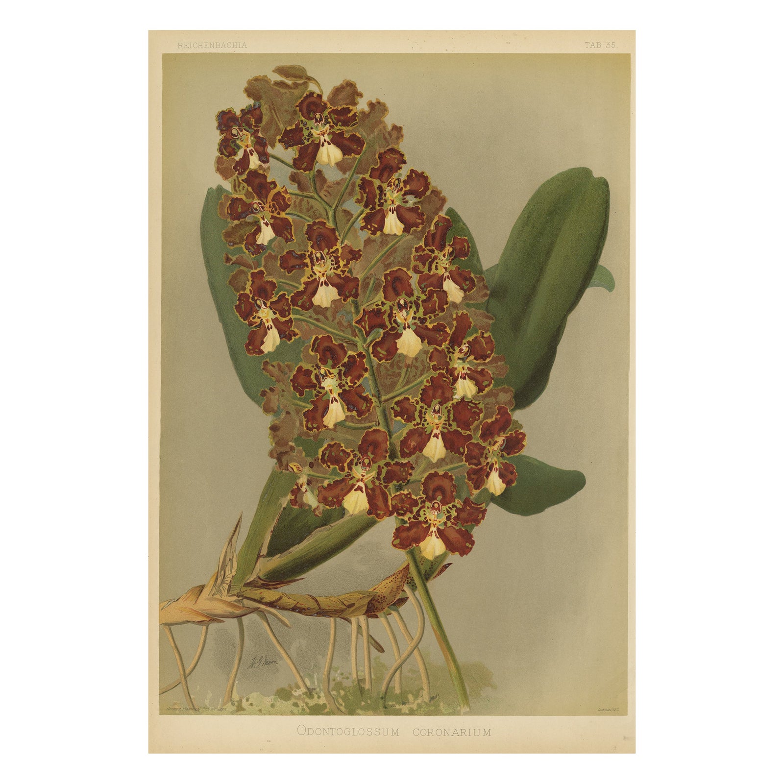 Red and Gold Orchid Print, Odontoglossum Coronarium, Reichenbachia c.1888
