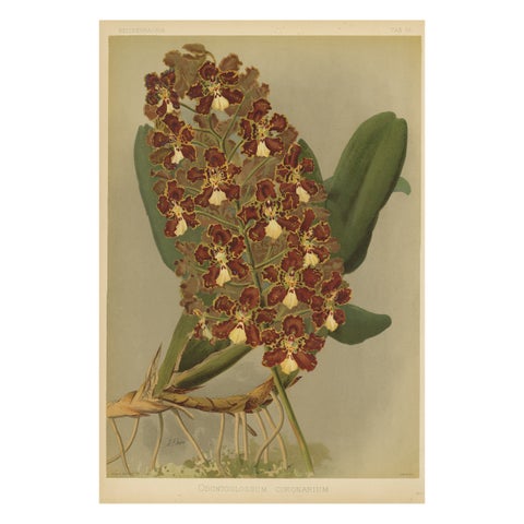 Red and Gold Orchid Print, Odontoglossum Coronarium, Reichenbachia c.1888